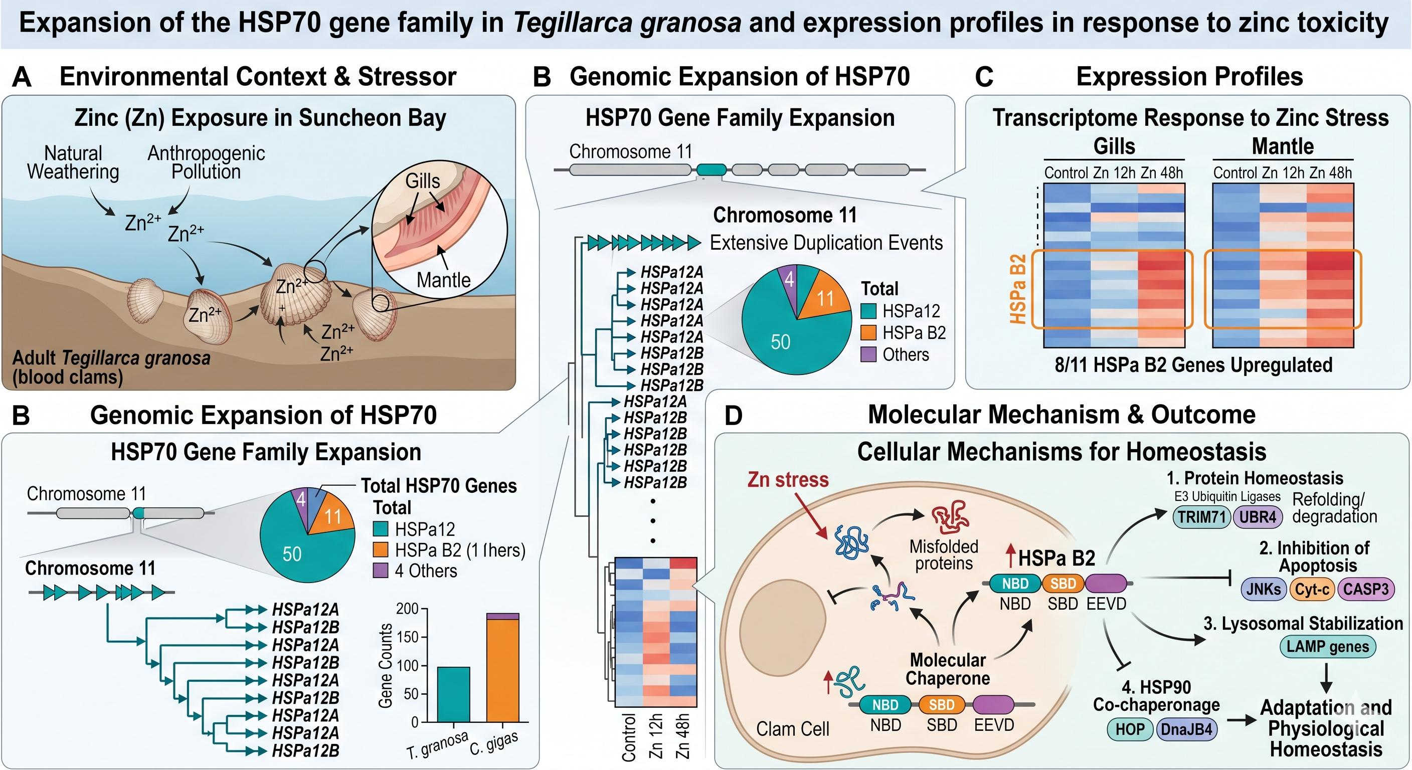 HSP70 gene expansion and zinc toxicity in Tegillarca granosa