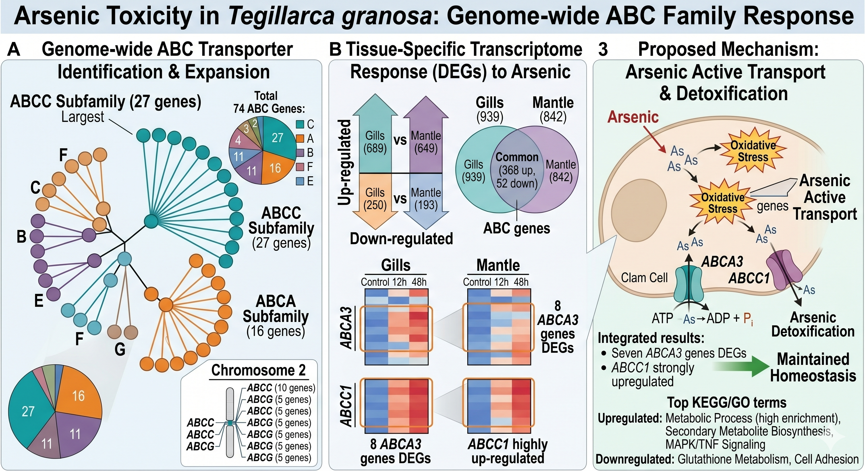 ABC transporter family and arsenic detoxification in Tegillarca granosa