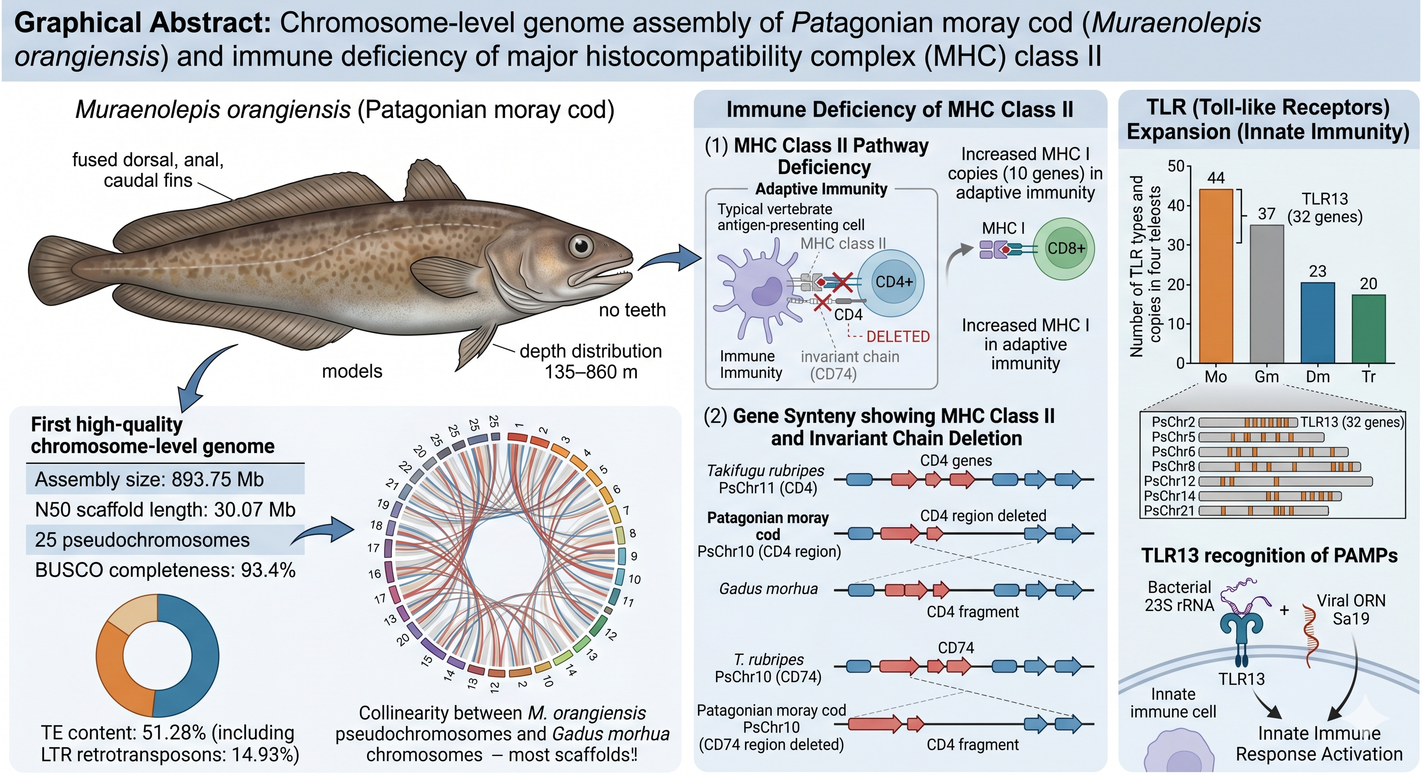 Chromosome-level genome assembly of Antarctic fish